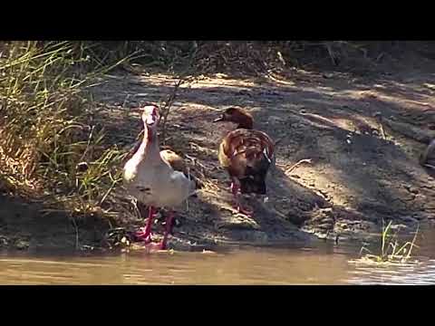 Djuma: Egyptian Goose family-first swim - 12:10 - 04/11/21
