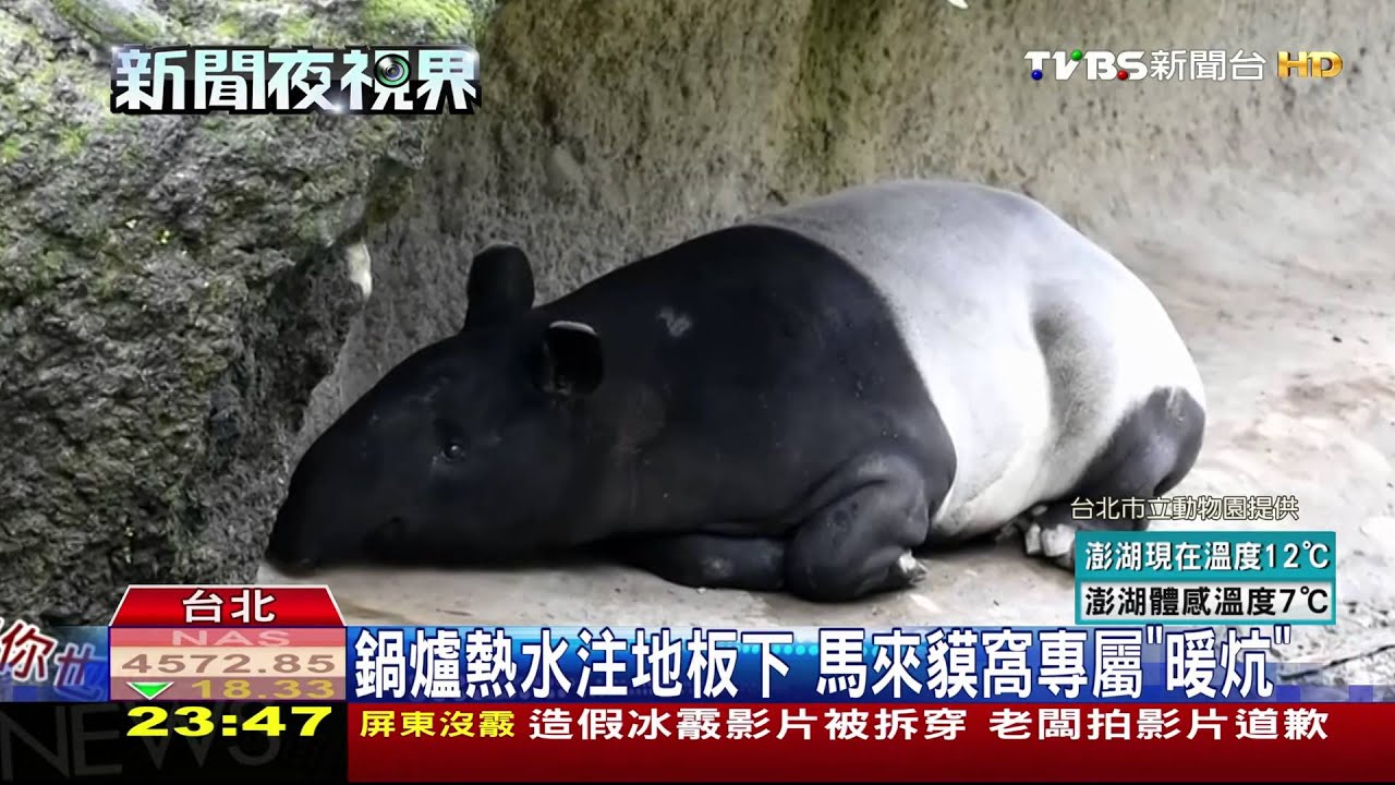 麻布袋+專屬暖炕　北市動物園抗寒作戰