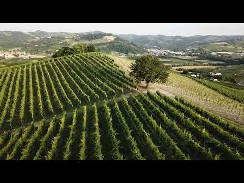 Cascina Valle Asinari, dove la passione per il vino prende forma