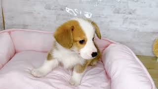 コーギーの動画01