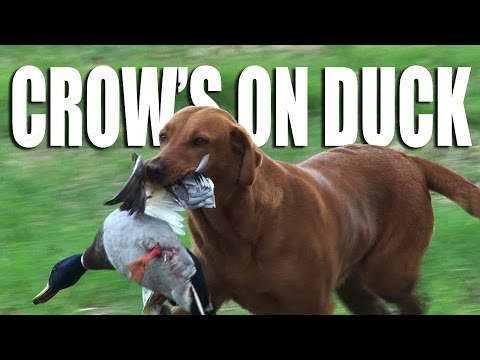 Crow on Ducks Crow on Ducks