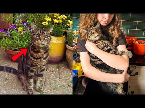 Nobody Wanted This Disabled Senior Cat Until We Discovered His Hidden Superpower