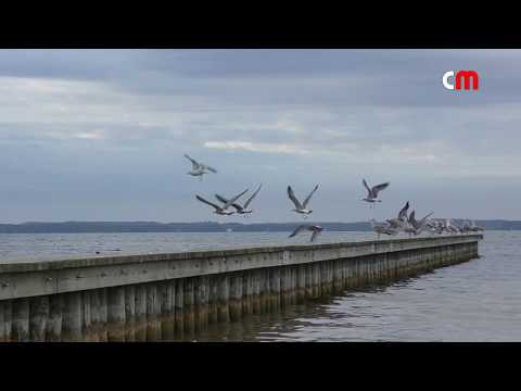 "Goniąc kormorany" - Anna Karwan