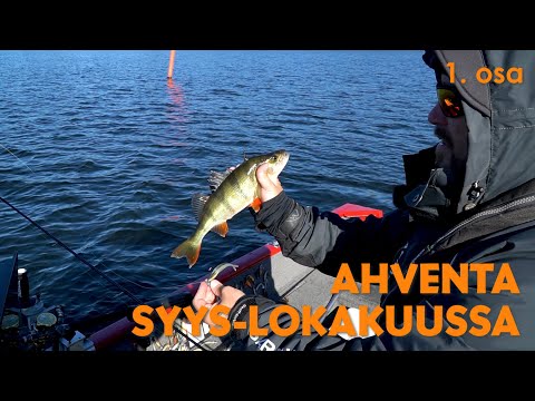 Syyskalastus: Ahventa kirkkaalta järveltä
