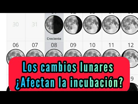 Does the moon affect our incubation? Myth or reality?