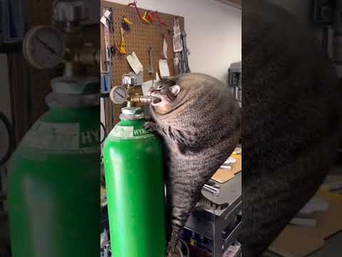 Keep your cats away from hydrogen tanks 🎈