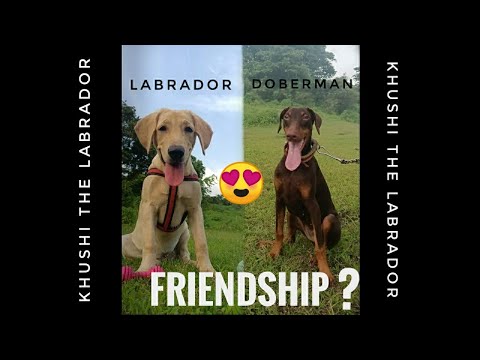 When Khushi Meets Jerry ❤️ | Part 2 | Khushi The Labrador | Episode 003 | Labrador Doberman |