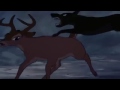 Bambi Dog Chase N Fight