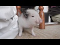 Micro Pig Goes Twerk Twerk Twerk To Work Work