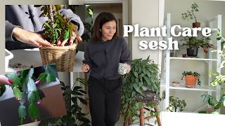 Houseplant repot and reorganizing my plant shel plant care vlog