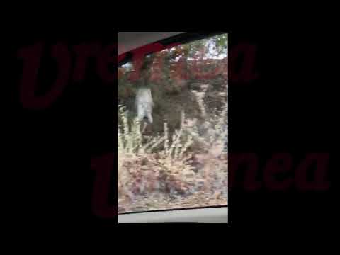 INDIFERENTÃ CRIMINALÃ: O livadã a ars complet la Ratesu Cuzei, autoritãtile ridicã din umeri!