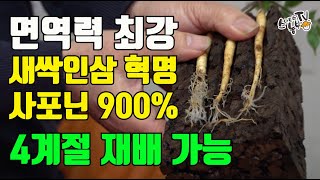 면역력키우는음식 새싹인삼 키우기 참나무 샌드위치공법