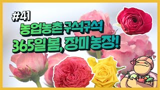 농업농촌 구석구석 ep.41  밤에 피는 장미? 365일 매일매일 피는 장미!!
