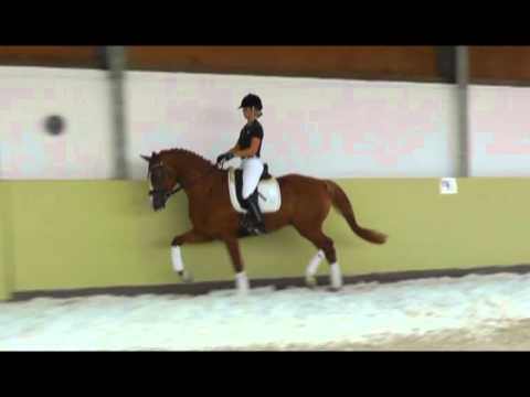 Verkaufspferd - "EDDY" - Bildhübscher Wallach mit elastischen, raumgreifenden GGA