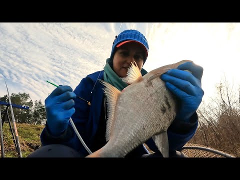 Zawody spławikowe koła Karp Szczecin, Dolna Odra - pierwsza tura w sezonie 2023