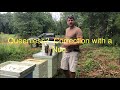 Using nucs to fix a queenless hive