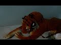 Pramod Official Is Lively Tiger