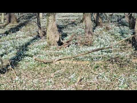 Zvončki v Babjem Ložiču