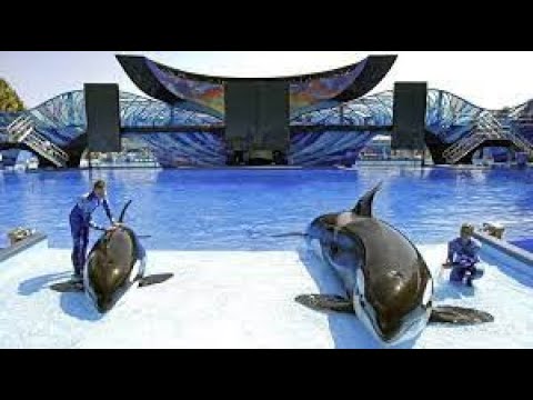 [4K] Orca Encounter (killer whale show) at SeaWorld San Diego 2022