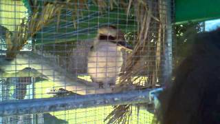 preview picture of video 'Kookaburra at Gulf Coast Zoo *Loud*'