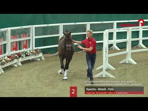 02 Hengst v. Apache - Metall - Pele