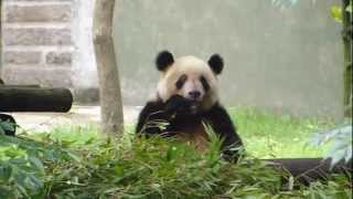 preview picture of video 'Panda Eating Bamboo at Chongqing Zoo'