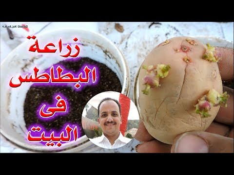 , title : 'زراعة البطاطس فى البيت بسهولة | لازم تجرب'