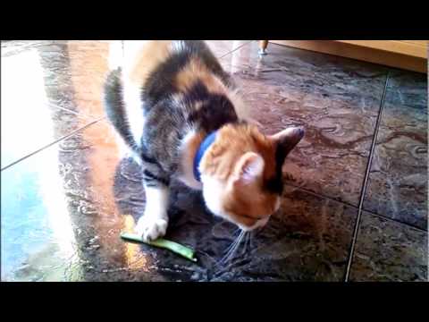 MISHA - An european cat (II)