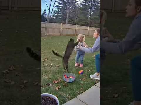 Heartwarming Dog Moments That Melt Your Soul🐶❤️24#animals #dog #pets #funny #family #love #cat