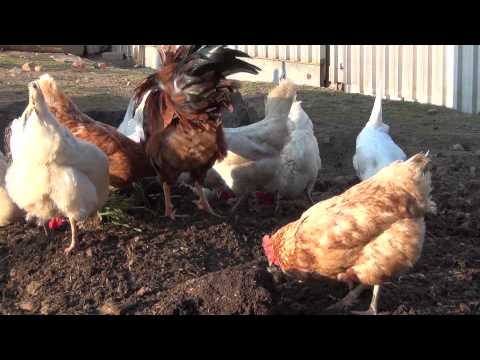 19 glückliche Hühner und ein Hahn zerlegen einen Haufen Pferdemist (HD)