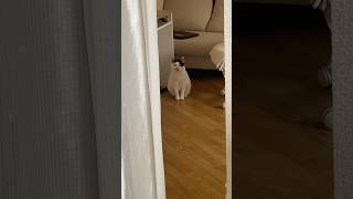 遠巻きに見張るうめち