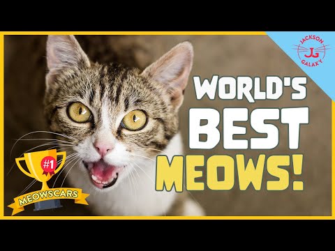 The 10 Best Meows I've Ever Heard
