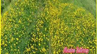 Meadow Buttercup
