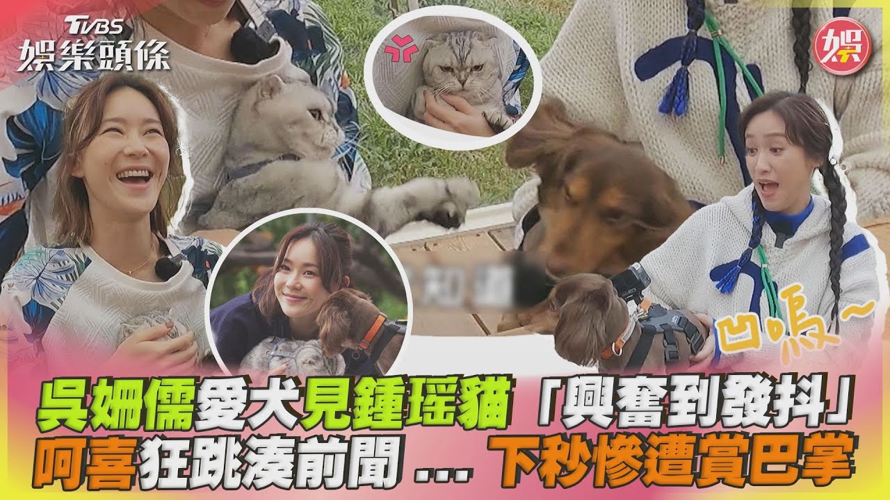 影音/吳姍儒愛犬見鍾瑶貓「興奮到發抖」 狂湊前聞...慘遭賞巴掌