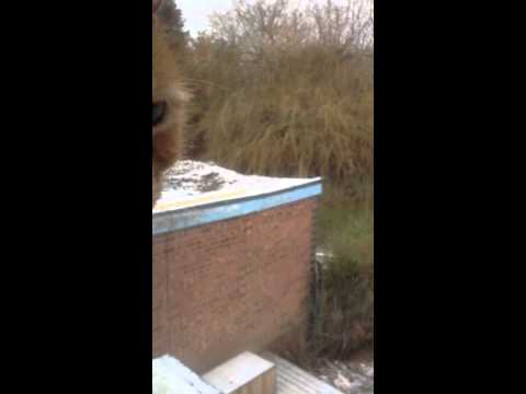 Sky meowing at the pigeons