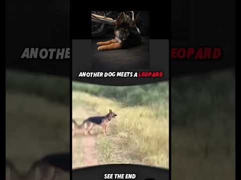 Just German shepherd Things #doglife #funny #gsds #trending #germanshepheard #doglove #love #gsdlove