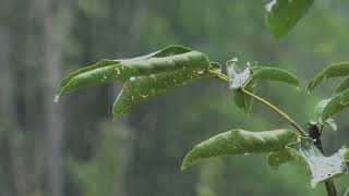 Som de Chuva para Dormir Rápido 🌧 Ruído Branco para Tranquilidade 🌧 ASMR