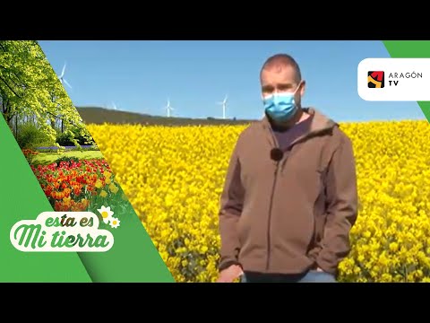Fotograma del vídeo: Cultivo de colza en la Hoya de Huesca