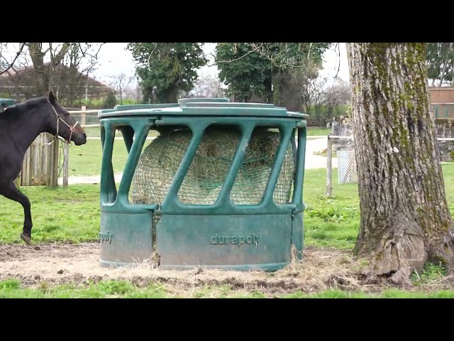 Foal m&acirc;le par Balou du Reventon