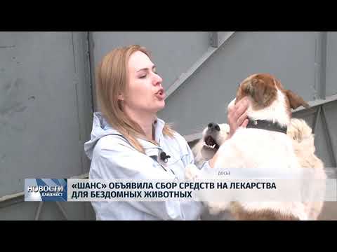 Новости Псков 28.05.2018 # "Шанс" объявила сбор средств на лекарства для бездомных животных 