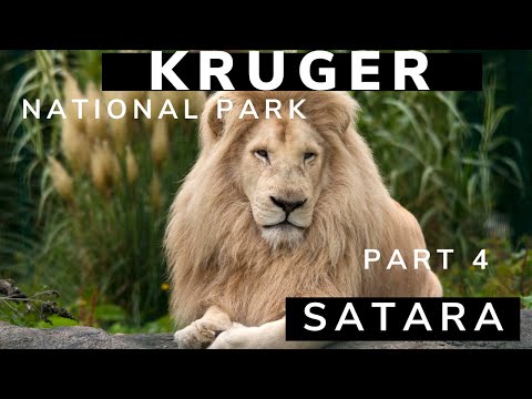 Kruger National Park from North to South: Part 4-Satara 🦁🦁