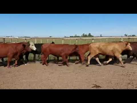 Novillos en Villa Olivari, Corrientes
