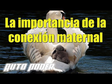 La importancia de la conexión maternal