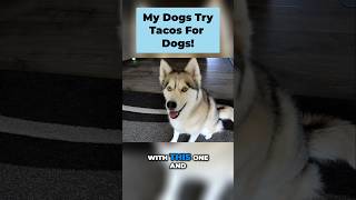 Remember When We Made Dog-Safe Tacos? (Cinco de Mayo Fun!)