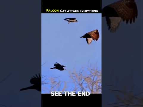 falcon attack everyone but.. not sharp eagle🦅#trending #animals #wildlife #falcon #eagles #shorts