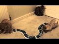 Konsep Bengal Cats playing, Video Bengal Cats Playing paling populer!