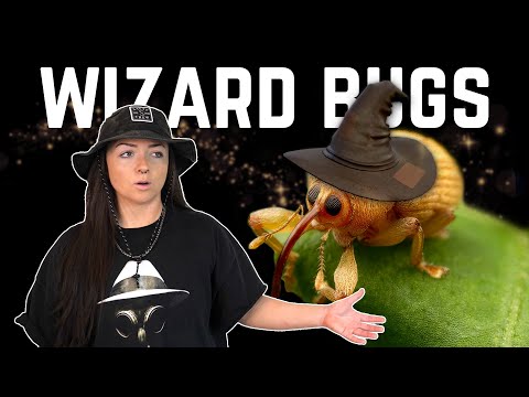 WEEVILS i think that you will LIKE | Lindsay Nikole