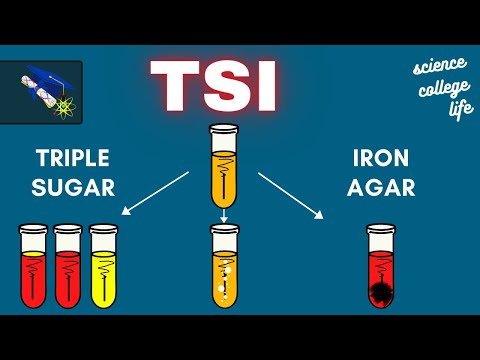 TSI | Triple Sugar Iron Agar Test | Microbiology Lab