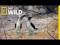 The Blue Footed Boobies Mating Dance Wild Love