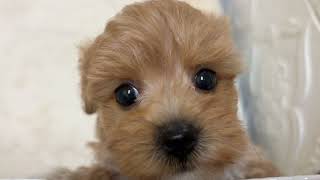 ハーフ犬の動画01